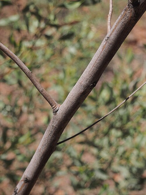 Candelabra Wattle