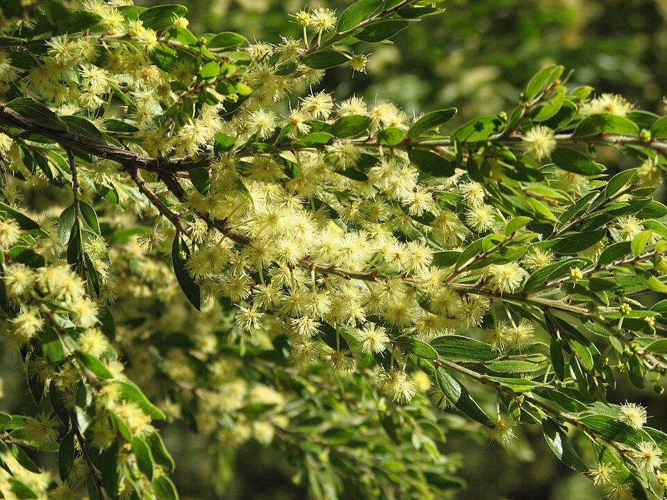 Sticky Wattle