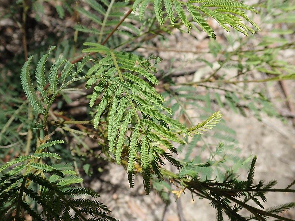 Green Wattle