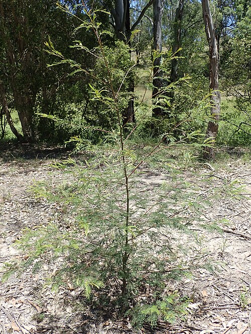 Green Wattle
