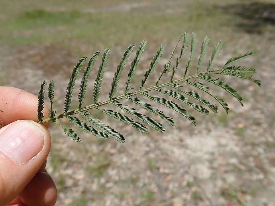 Green Wattle