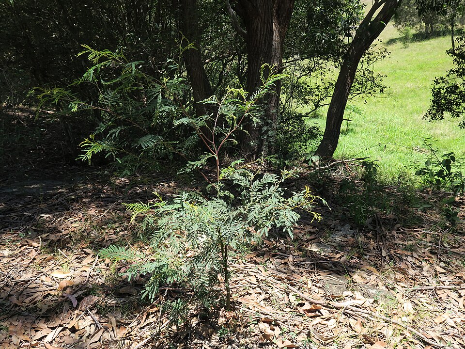 Green Wattle