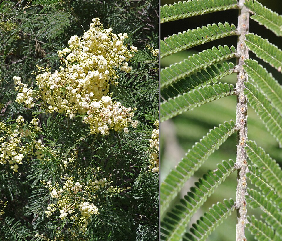Black Wattle