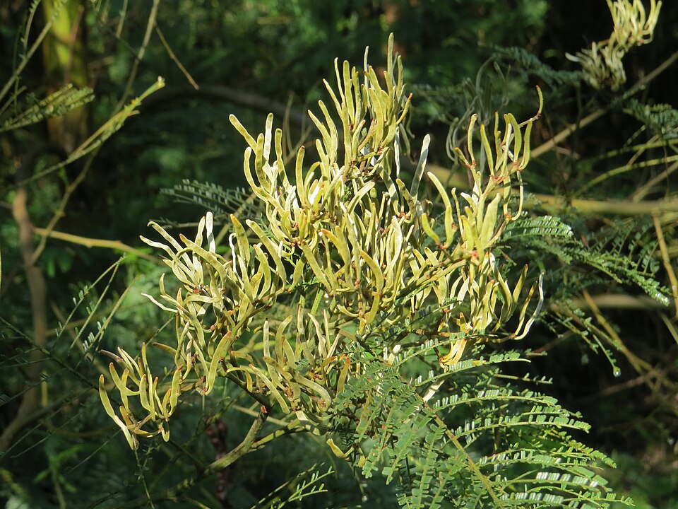 Black Wattle