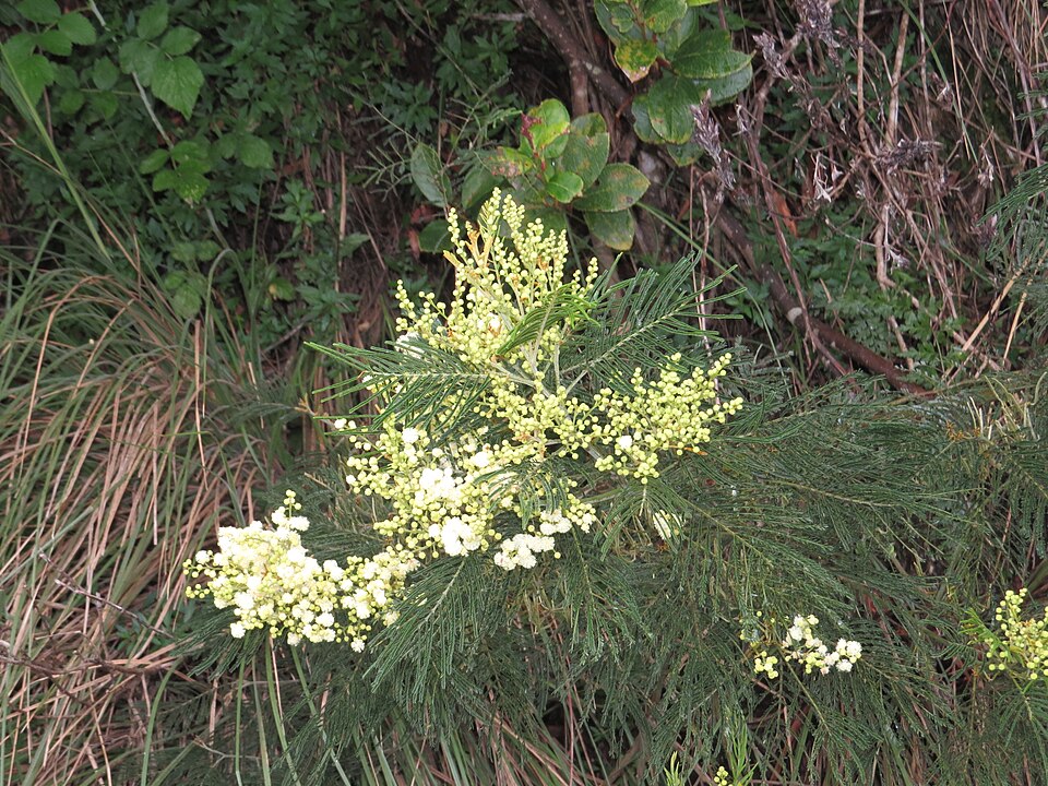 Black Wattle