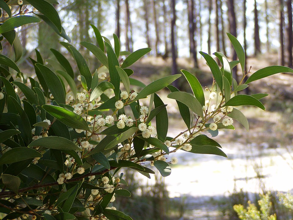 Blackwood