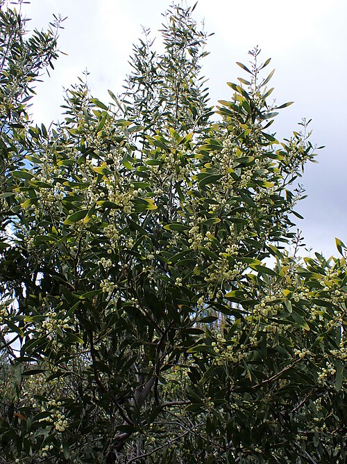 Blackwood