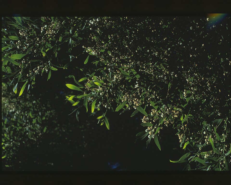 Blackwood