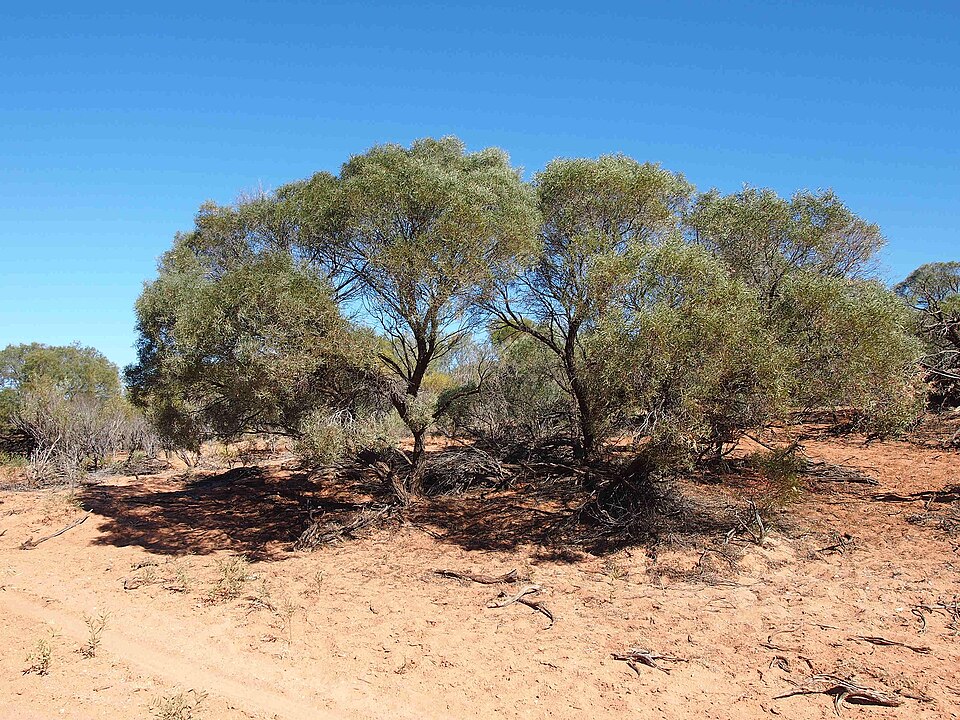 Umbrella Acacia
