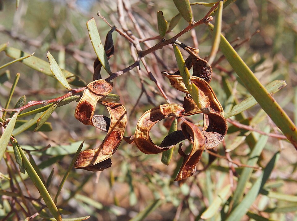 Umbrella Acacia