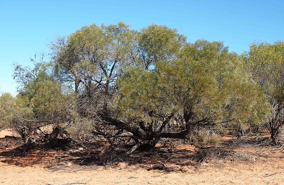 Umbrella Acacia
