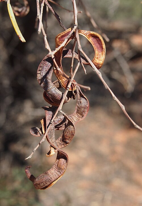 Umbrella Acacia
