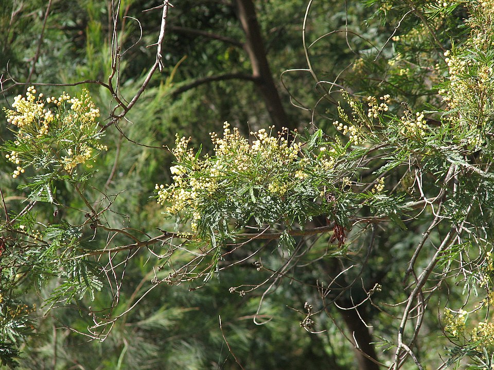 South Wales Wattle