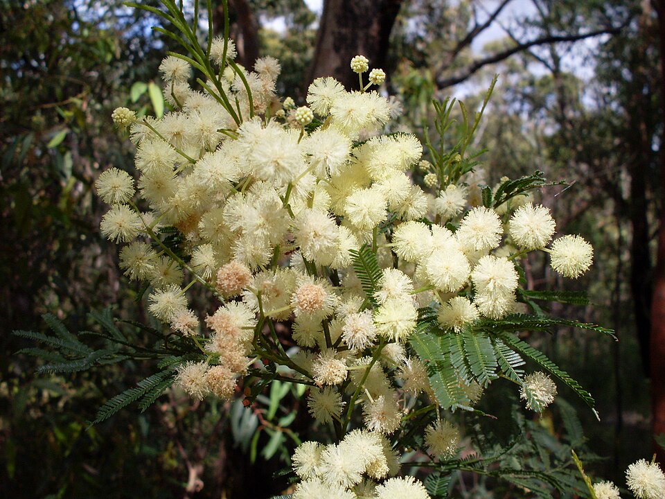 South Wales Wattle
