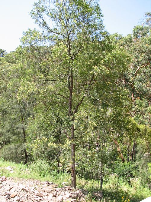 South Wales Wattle