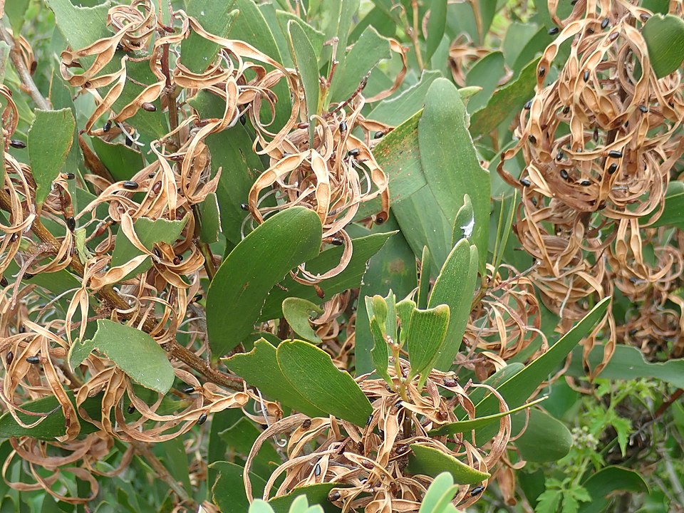 Acacia