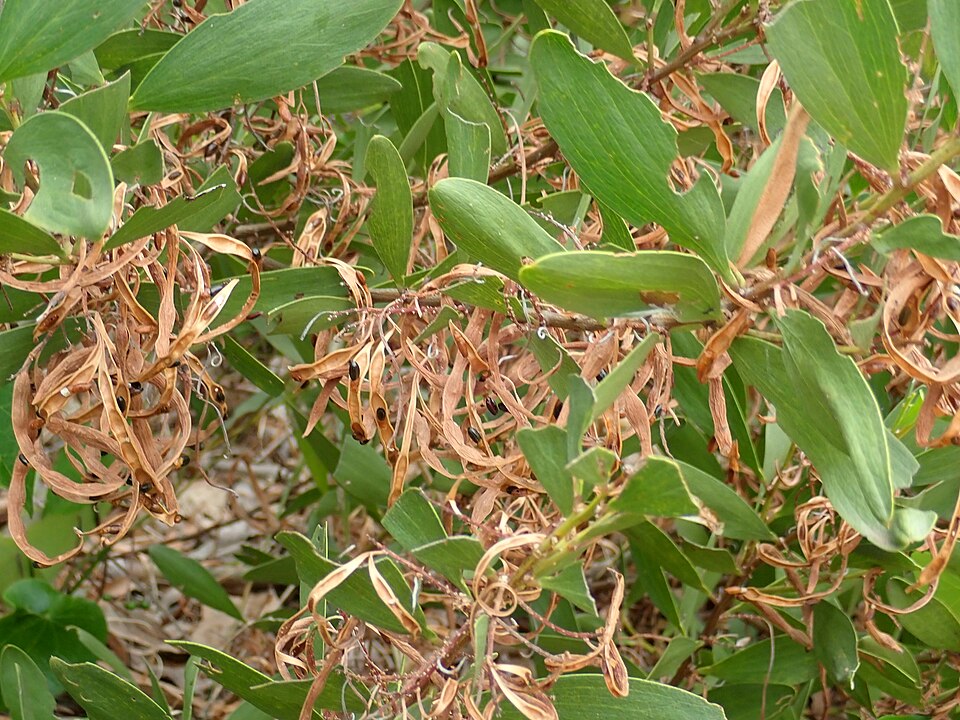 Acacia