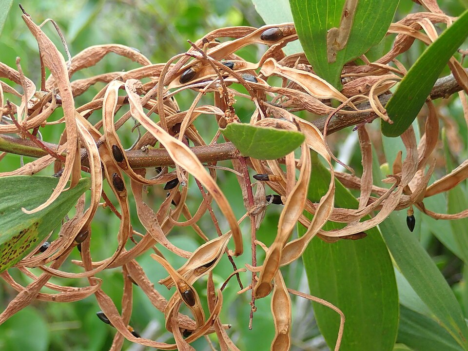 Acacia