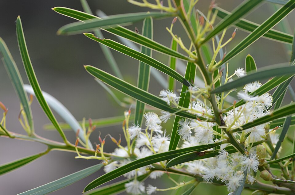 Sweet Acacia
