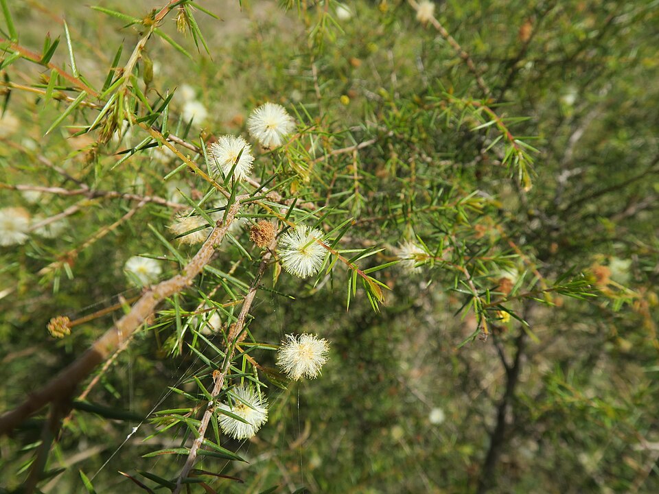 Juniper Wattle