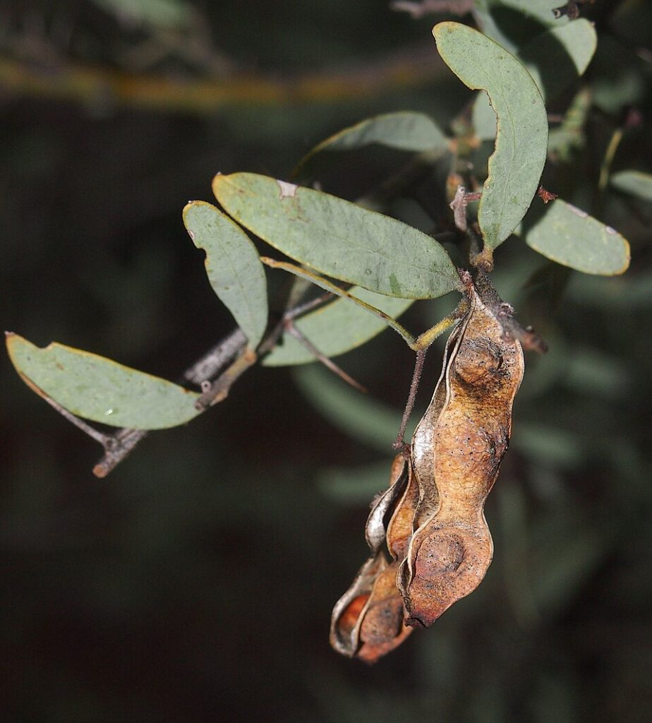 Bramble Acacia
