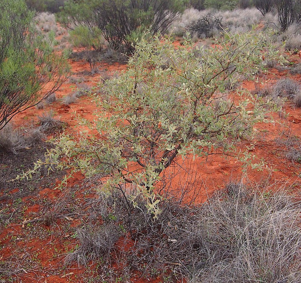 Bramble Acacia