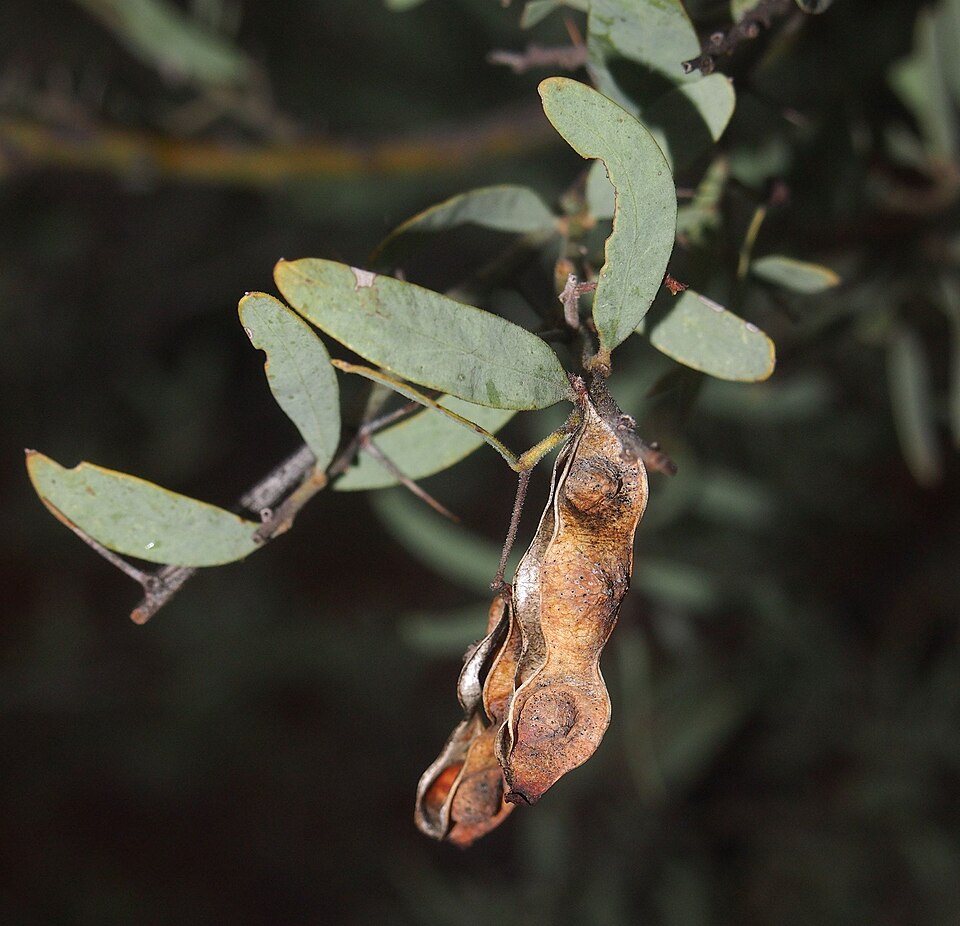 Bramble Acacia