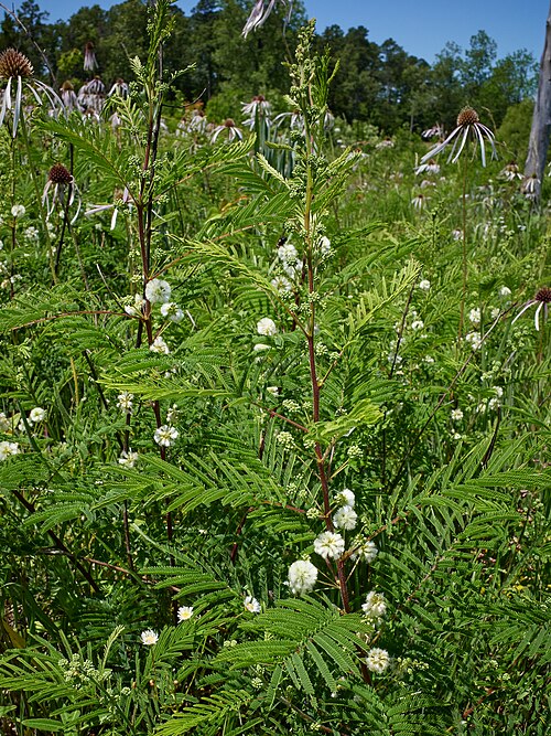 Prairie Acacia