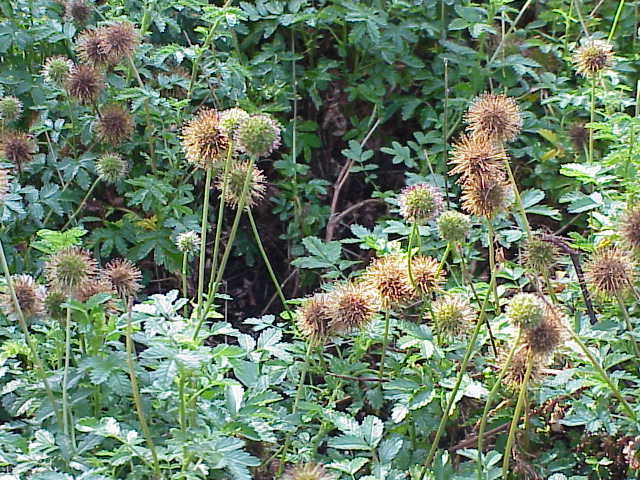Acaena