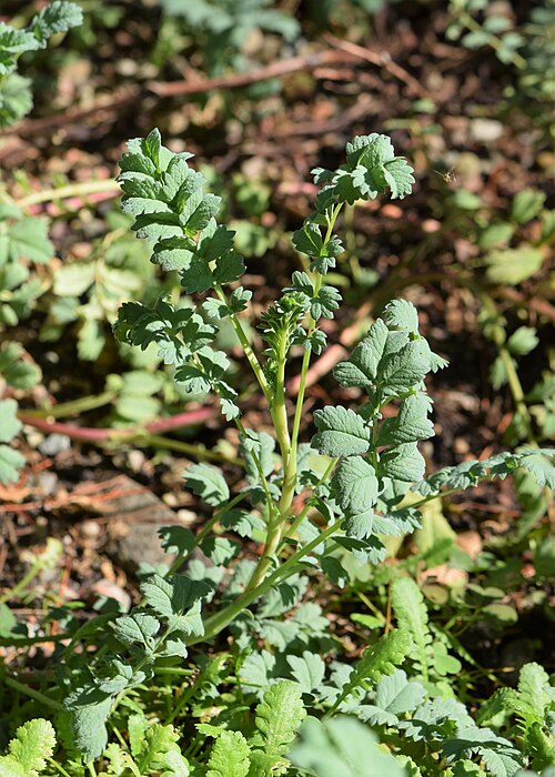 Acaena