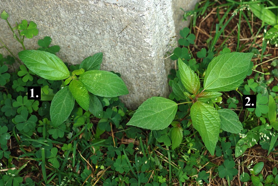 Copperleaf