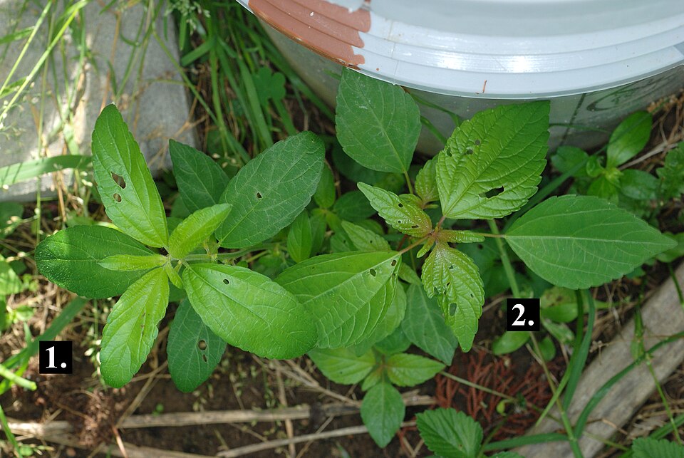 Copperleaf