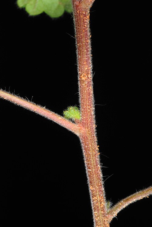 Round Copperleaf