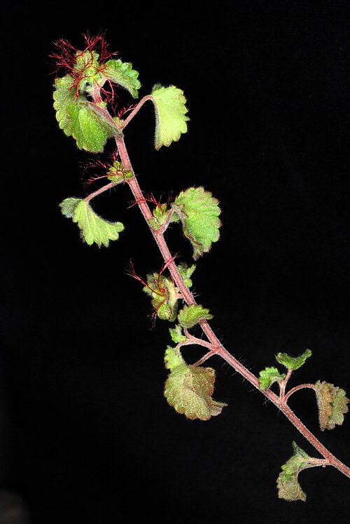 Round Copperleaf