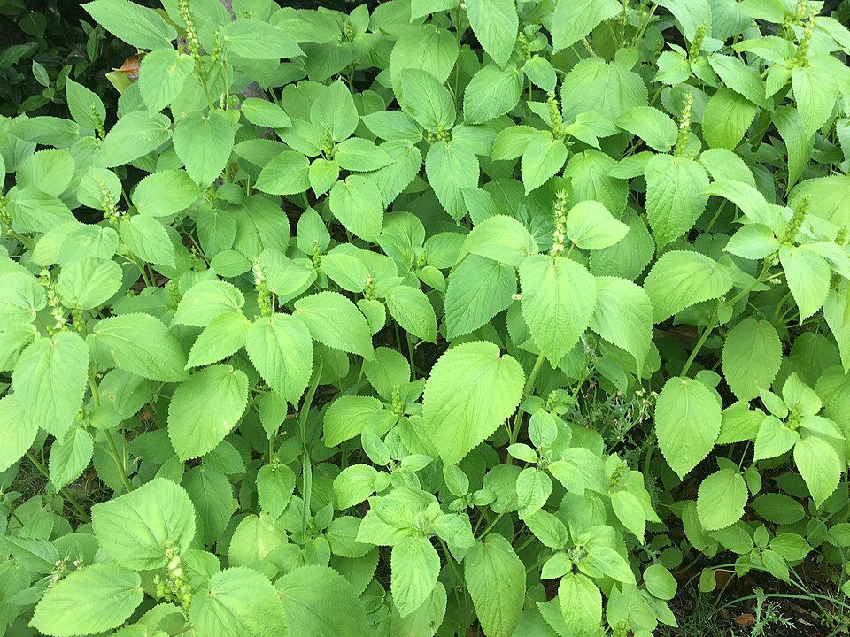 Pineland Threeseed Mercury