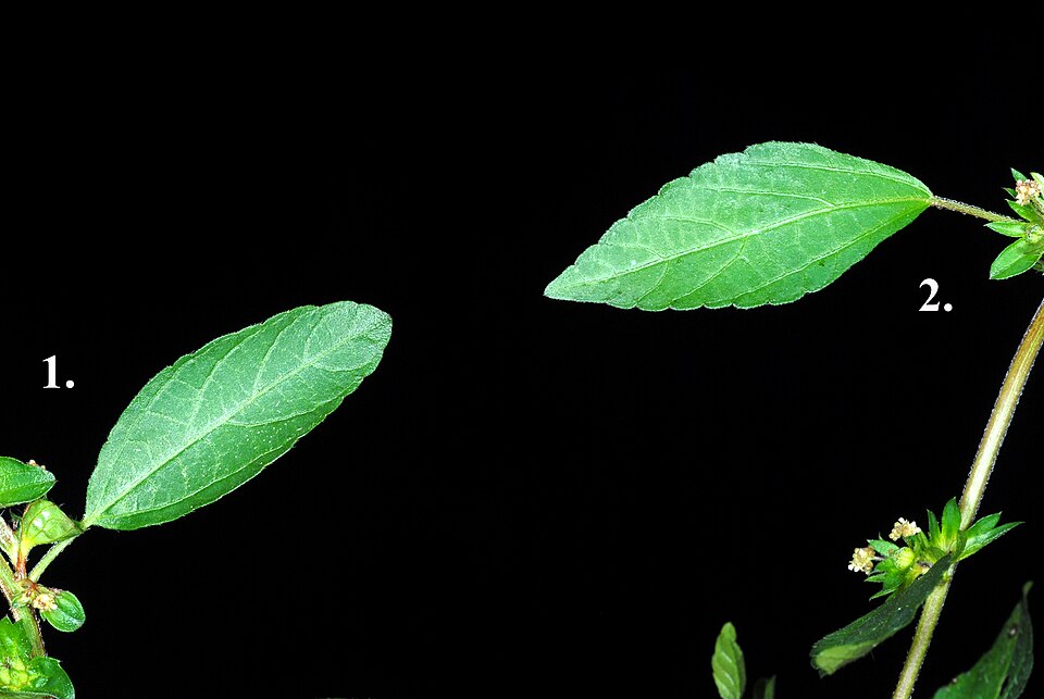 Common Threeseed Mercury