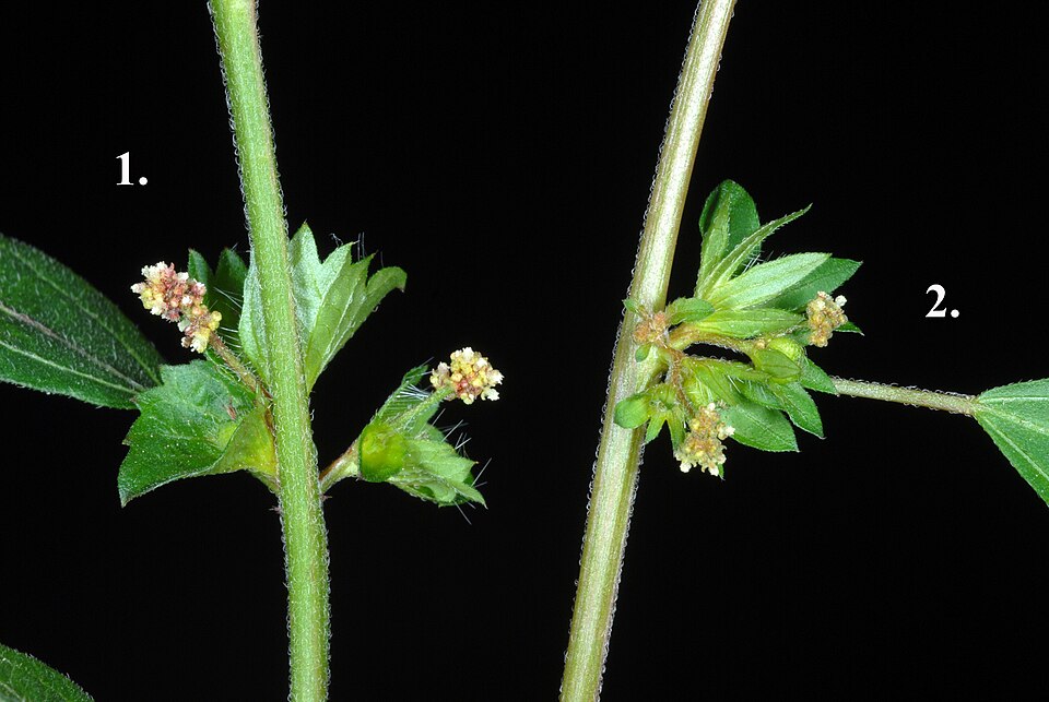 Common Threeseed Mercury