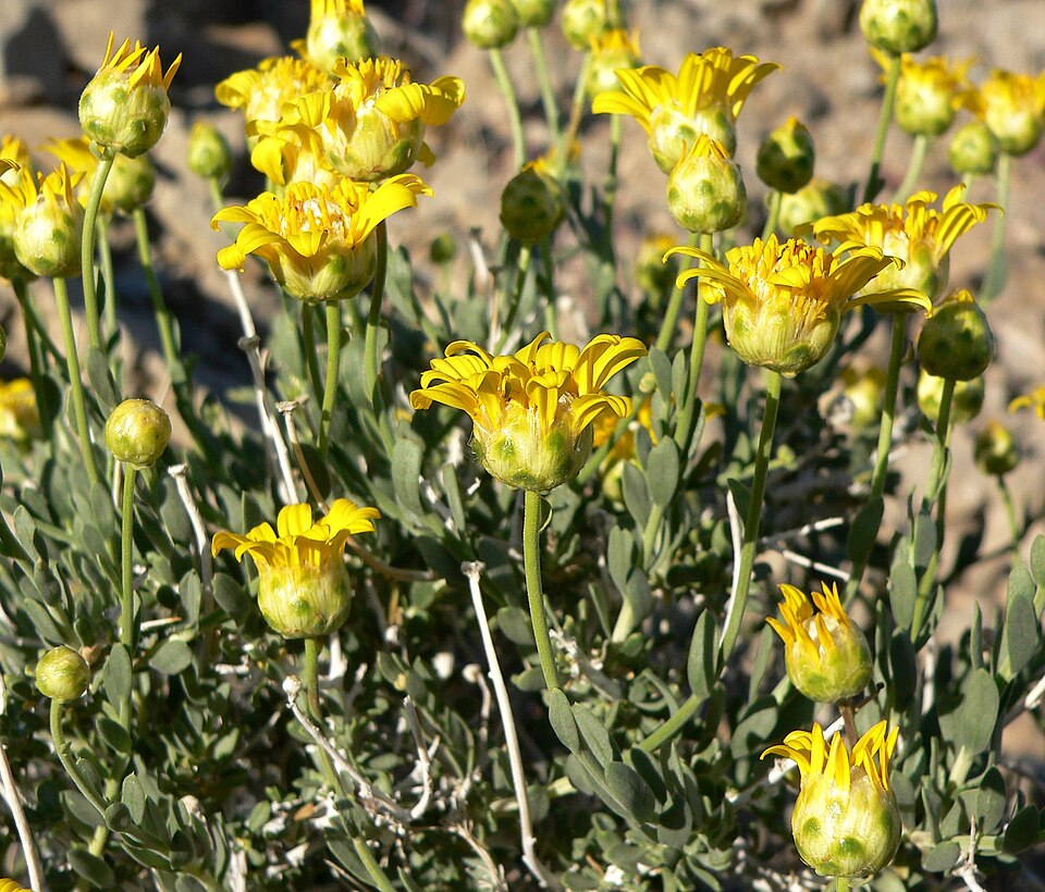 Shockley's Goldenhead