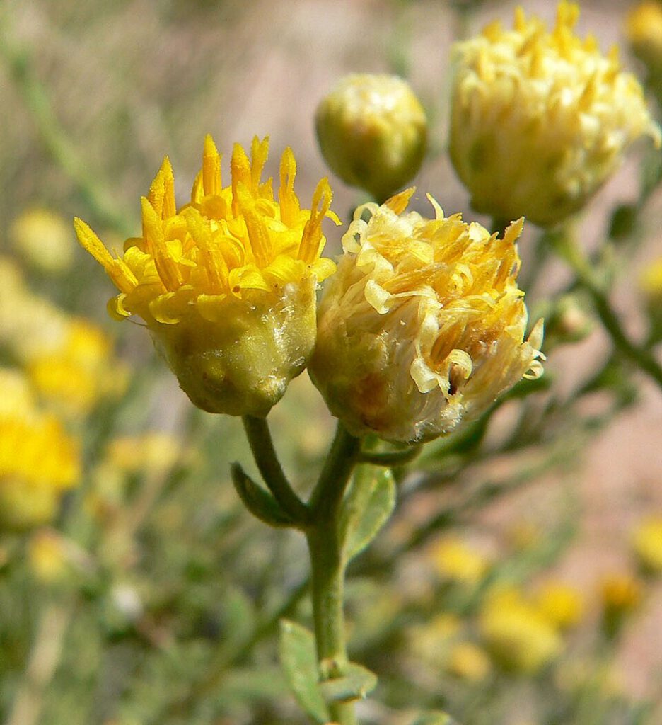 Rayless Goldenhead