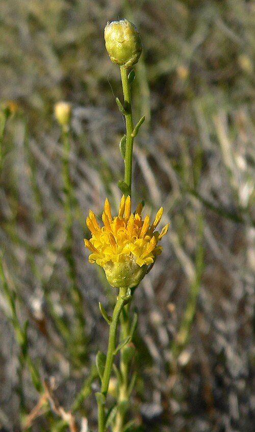 Rayless Goldenhead