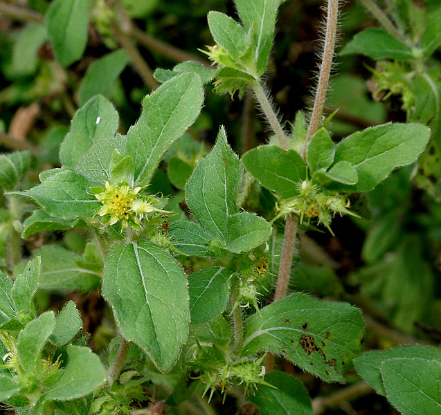 Hispid Starbur