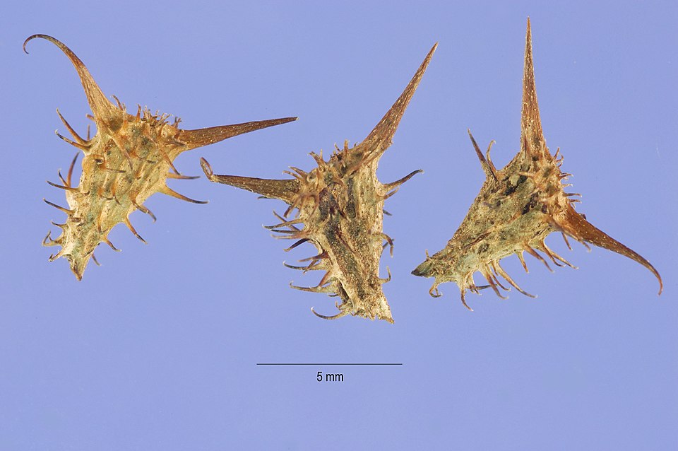 Hispid Starbur