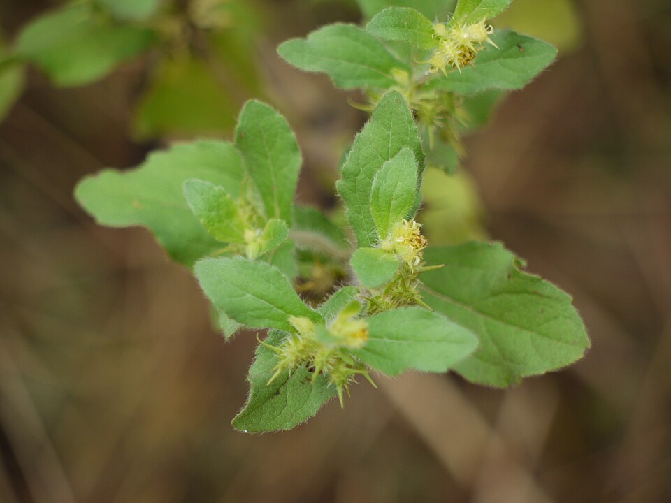 Hispid Starbur
