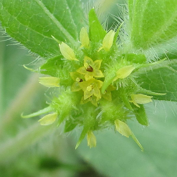 Hispid Starbur