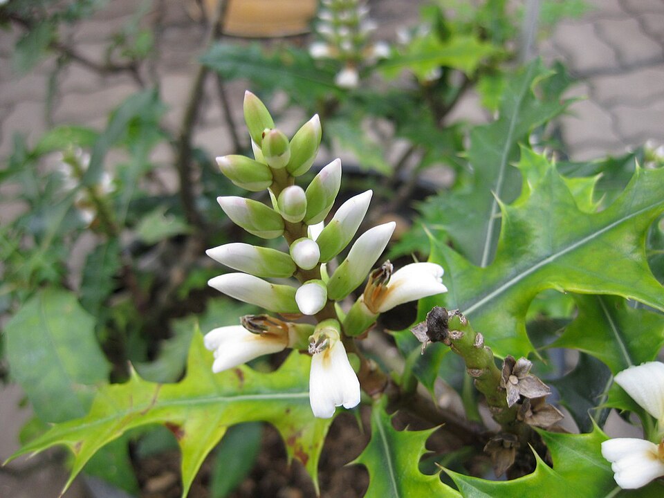 Acanthus