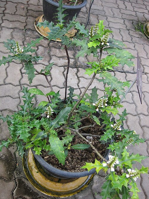 Acanthus