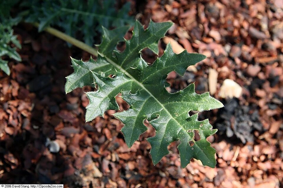 Spine Acanthus