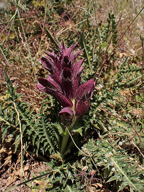 Syrian Acanthus