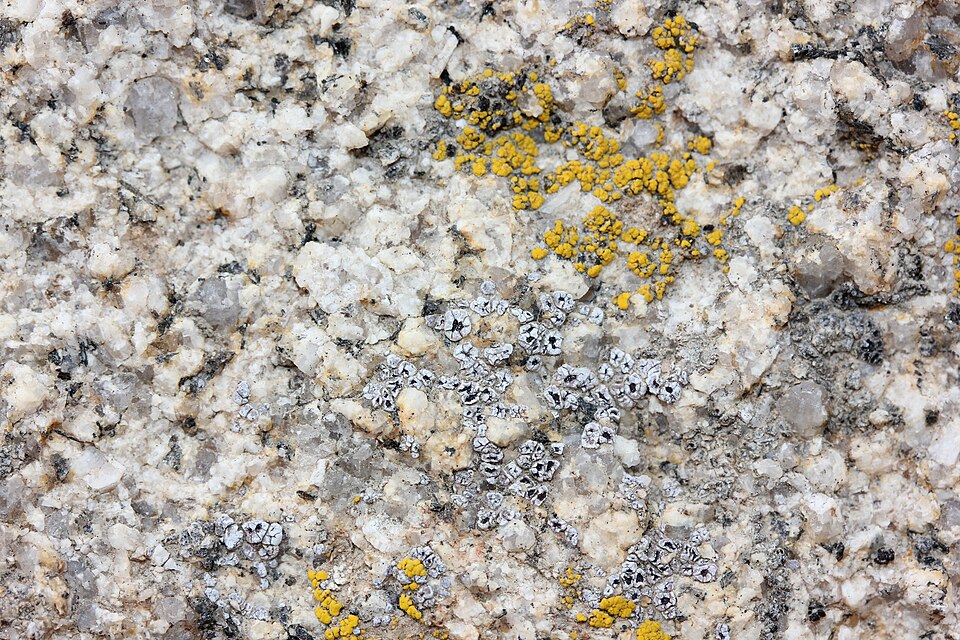 Cracked Lichen