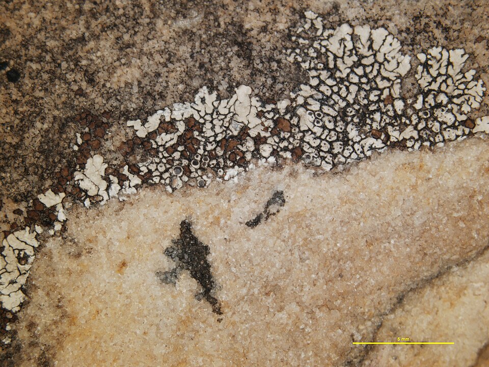 Cracked Lichen